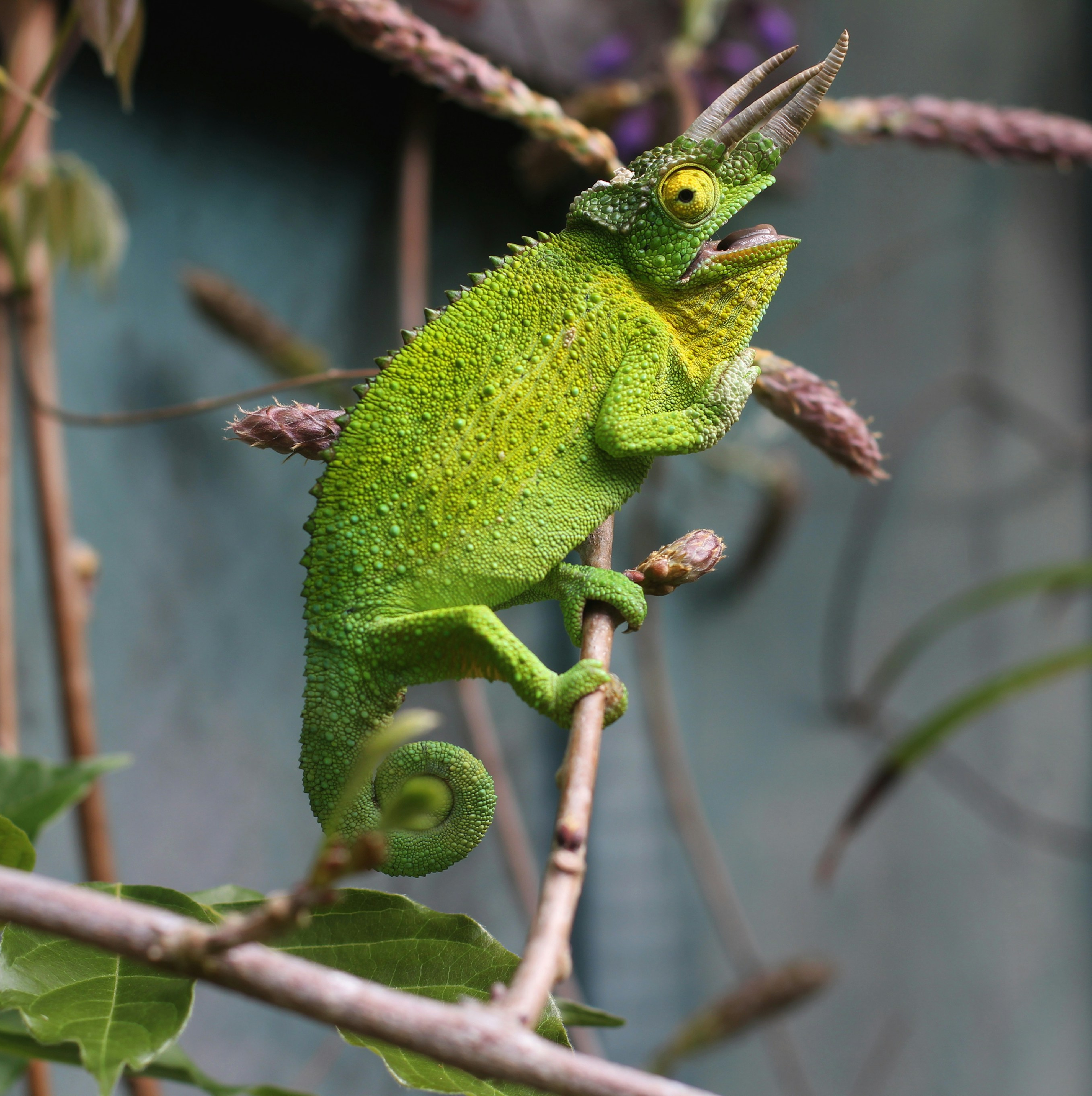 Reptiles